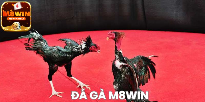 Cao thủ chia sẻ kinh nghiệm chơi cá cược Đá Gà M8Win đỉnh cao