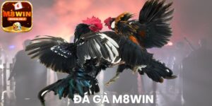 Game Đá Gà M8Win là trò chơi như thế nào?