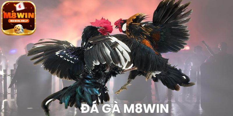 Game Đá Gà M8Win là trò chơi như thế nào?